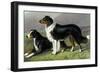 Sheep Dogs-Vero Shaw-Framed Art Print