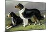 Sheep Dogs-Vero Shaw-Mounted Art Print