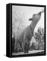 Sheep Drinking from a Bottle-Wallace Kirkland-Framed Stretched Canvas