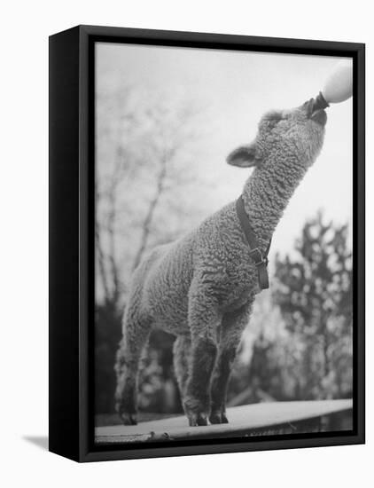 Sheep Drinking from a Bottle-Wallace Kirkland-Framed Stretched Canvas