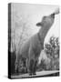 Sheep Drinking from a Bottle-Wallace Kirkland-Stretched Canvas
