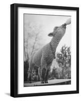 Sheep Drinking from a Bottle-Wallace Kirkland-Framed Photographic Print