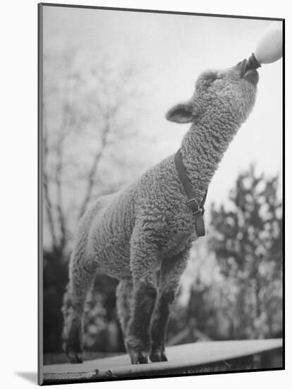 Sheep Drinking from a Bottle-Wallace Kirkland-Mounted Photographic Print