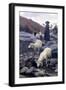 Sheep Drinking from Restano River-Stefano Bruzzi-Framed Giclee Print