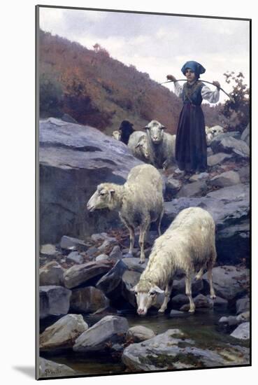 Sheep Drinking from Restano River-Stefano Bruzzi-Mounted Giclee Print