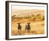 Sheep Duet-Mikael Svensson-Framed Giclee Print