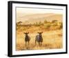 Sheep Duet-Mikael Svensson-Framed Giclee Print