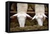 Sheep Eating in Barn Photo Poster-null-Framed Stretched Canvas