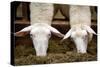 Sheep Eating in Barn Photo Poster-null-Stretched Canvas