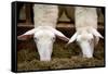 Sheep Eating in Barn Photo Poster-null-Framed Stretched Canvas