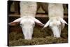 Sheep Eating in Barn Photo Poster-null-Stretched Canvas