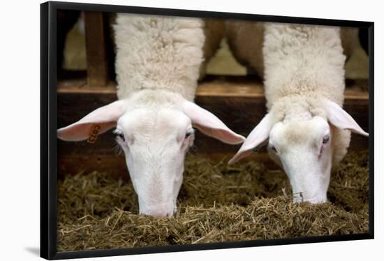 Sheep Eating in Barn Photo Poster-null-Framed Poster