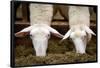 Sheep Eating in Barn Photo Poster-null-Framed Poster