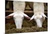 Sheep Eating in Barn Photo Poster-null-Mounted Poster