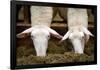 Sheep Eating in Barn Photo Poster-null-Framed Poster