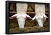 Sheep Eating in Barn Photo Poster-null-Framed Poster