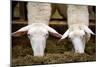 Sheep Eating in Barn Photo Poster-null-Mounted Poster