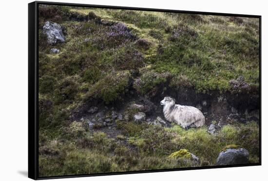 Sheep, Faeroese, hidden in moor-olbor-Framed Stretched Canvas