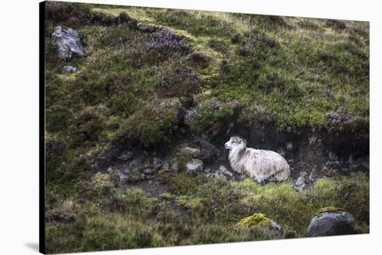 Sheep, Faeroese, hidden in moor-olbor-Stretched Canvas