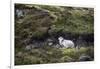 Sheep, Faeroese, hidden in moor-olbor-Framed Photographic Print