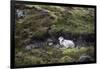 Sheep, Faeroese, hidden in moor-olbor-Framed Photographic Print