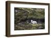 Sheep, Faeroese, hidden in moor-olbor-Framed Photographic Print