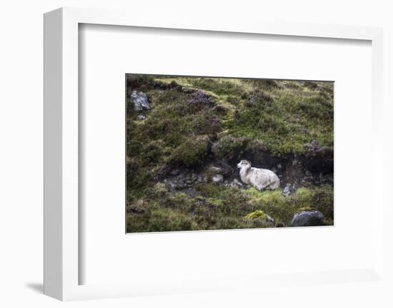 Sheep, Faeroese, hidden in moor-olbor-Framed Photographic Print