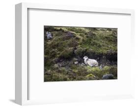 Sheep, Faeroese, hidden in moor-olbor-Framed Photographic Print