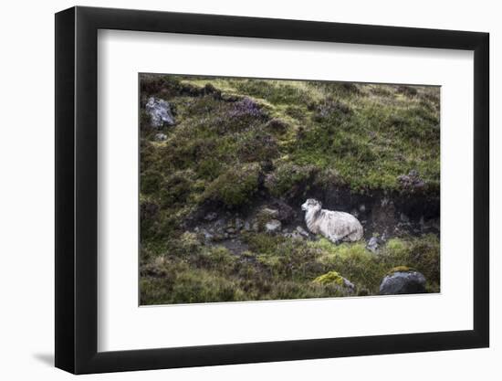 Sheep, Faeroese, hidden in moor-olbor-Framed Photographic Print