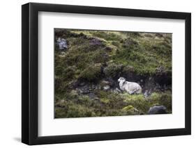 Sheep, Faeroese, hidden in moor-olbor-Framed Photographic Print