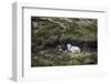 Sheep, Faeroese, hidden in moor-olbor-Framed Photographic Print