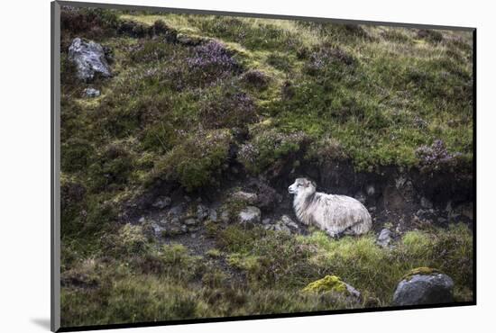 Sheep, Faeroese, hidden in moor-olbor-Mounted Photographic Print