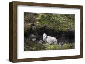 Sheep, Faeroese, hidden in moor-olbor-Framed Photographic Print