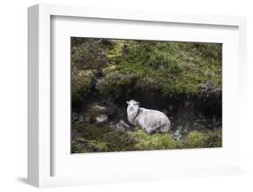 Sheep, Faeroese, hidden in moor-olbor-Framed Photographic Print