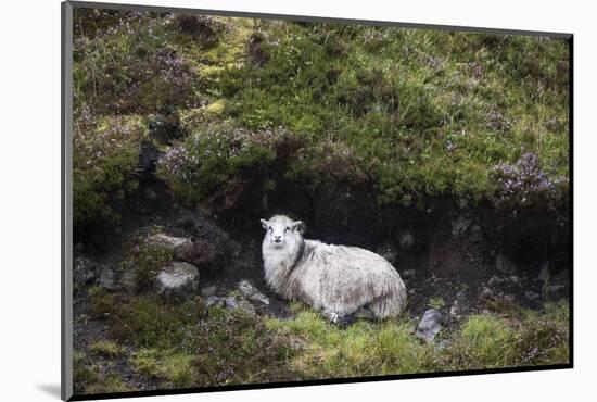 Sheep, Faeroese, hidden in moor-olbor-Mounted Photographic Print