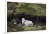 Sheep, Faeroese, hidden in moor-olbor-Framed Photographic Print