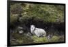 Sheep, Faeroese, hidden in moor-olbor-Framed Photographic Print