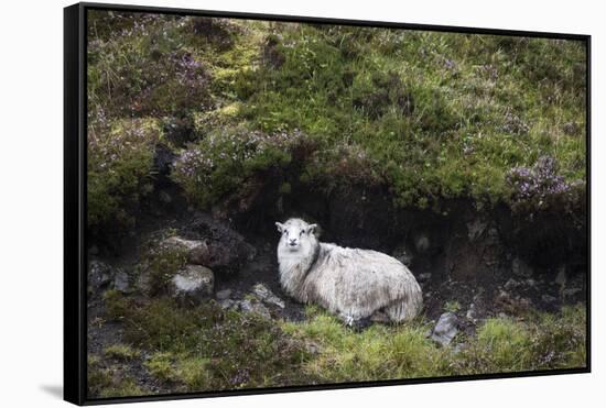 Sheep, Faeroese, hidden in moor-olbor-Framed Stretched Canvas