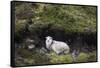 Sheep, Faeroese, hidden in moor-olbor-Framed Stretched Canvas