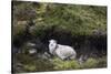Sheep, Faeroese, hidden in moor-olbor-Stretched Canvas