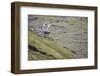 Sheep, Faeroese, scenery-olbor-Framed Photographic Print