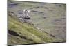 Sheep, Faeroese, scenery-olbor-Mounted Photographic Print