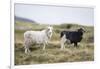 Sheep, Faeroese, two-olbor-Framed Photographic Print