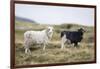 Sheep, Faeroese, two-olbor-Framed Photographic Print