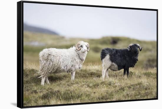 Sheep, Faeroese, two-olbor-Framed Stretched Canvas