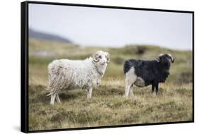 Sheep, Faeroese, two-olbor-Framed Stretched Canvas