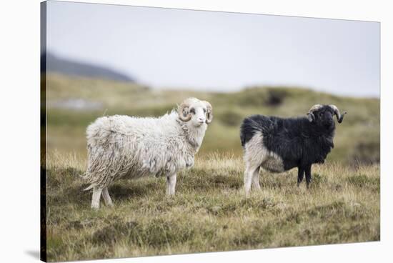 Sheep, Faeroese, two-olbor-Stretched Canvas
