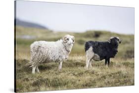 Sheep, Faeroese, two-olbor-Stretched Canvas