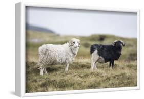 Sheep, Faeroese, two-olbor-Framed Photographic Print