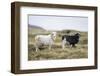 Sheep, Faeroese, two-olbor-Framed Photographic Print
